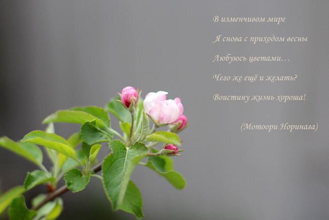Цитаты о весне