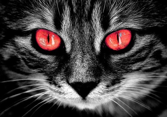 котенок страшылка