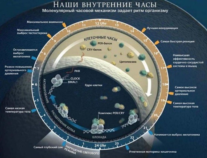 наши внутренние часы