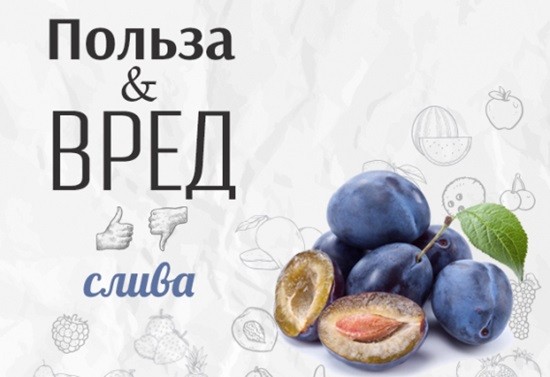 слива польза и вред для здоровья