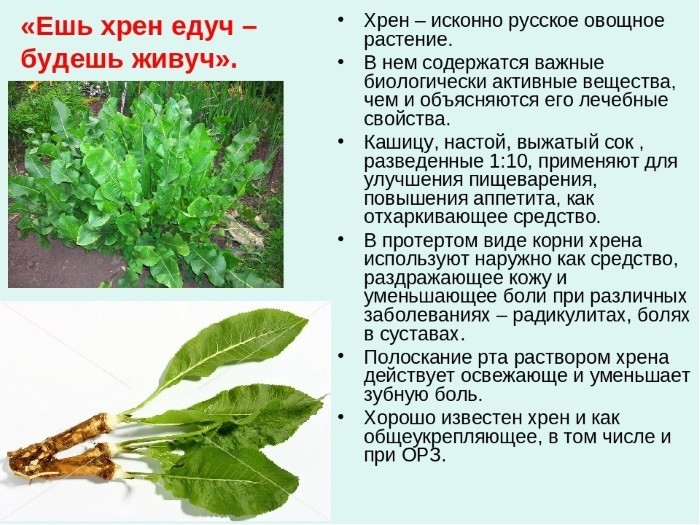 полезные свойства хрена