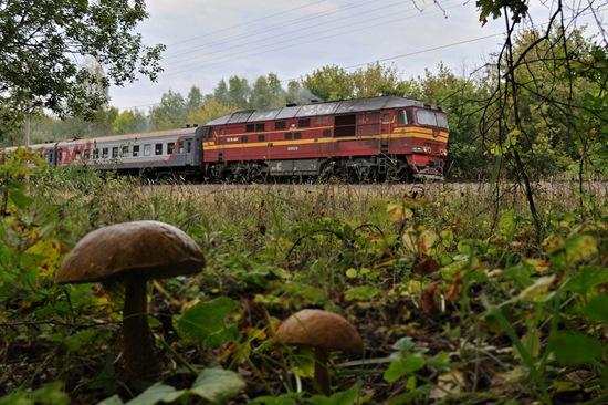 поездка за грибами мистика