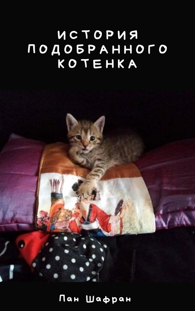 История подобранного котенка