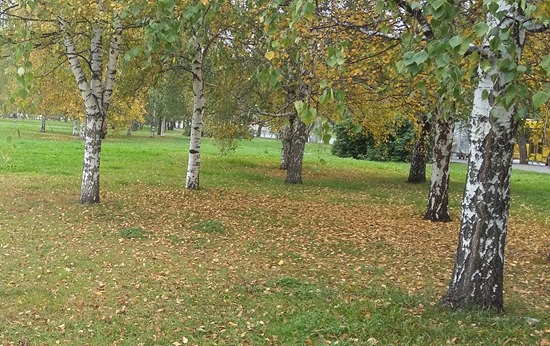 Осень в городе