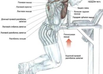 упражнение брусья мышцы