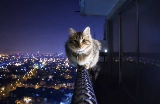 у кошки 9 жизней